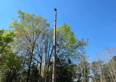Local Tree Service (18)