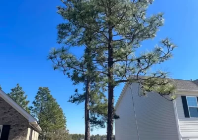 Local Tree Service (2)