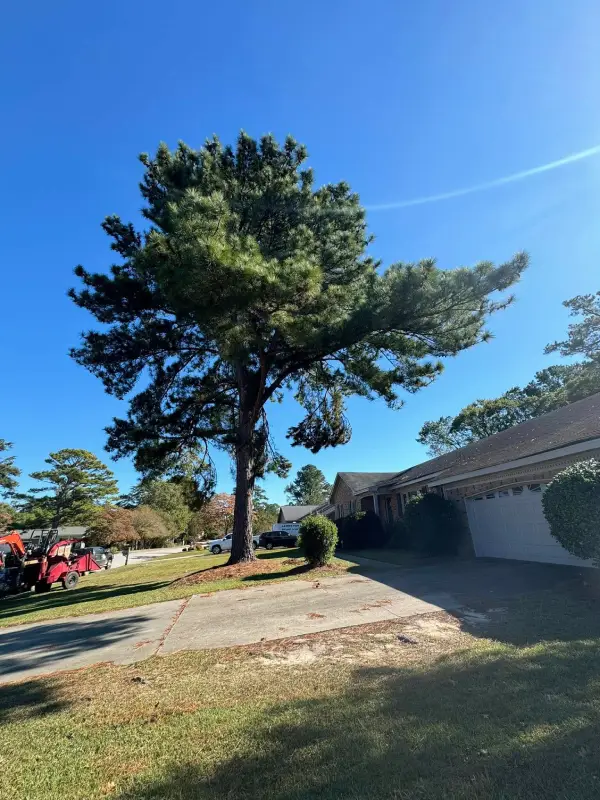 Professional Local Tree Service