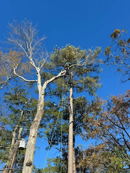Reliable Local Tree Service