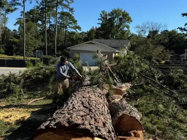 Tree Removal