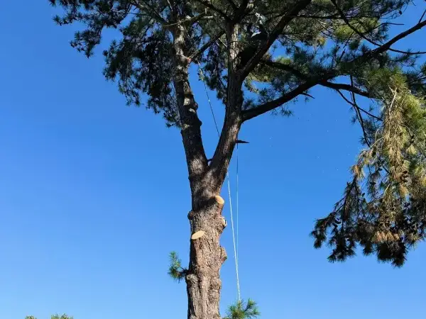 Tree Trimming