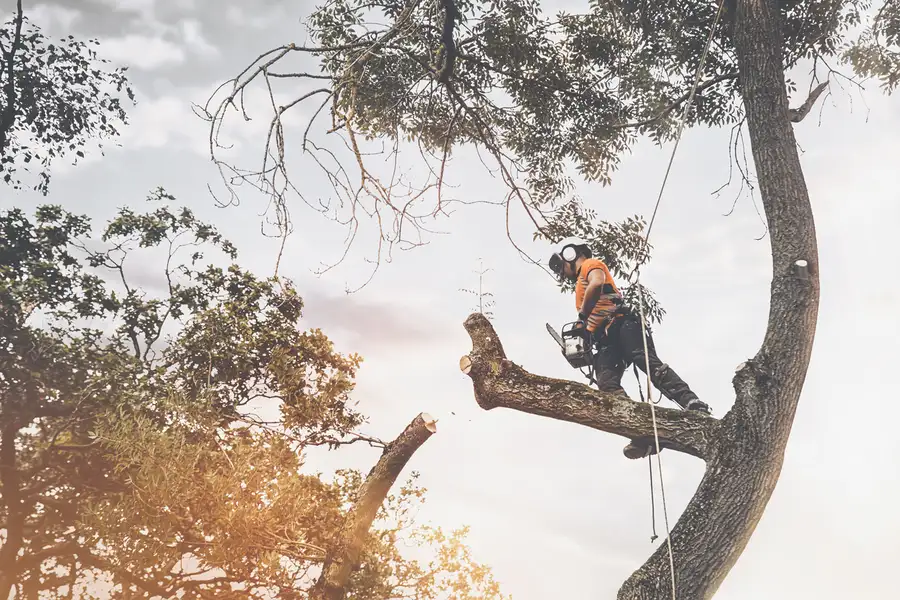Affordable Tree Cutting Columbia, SC