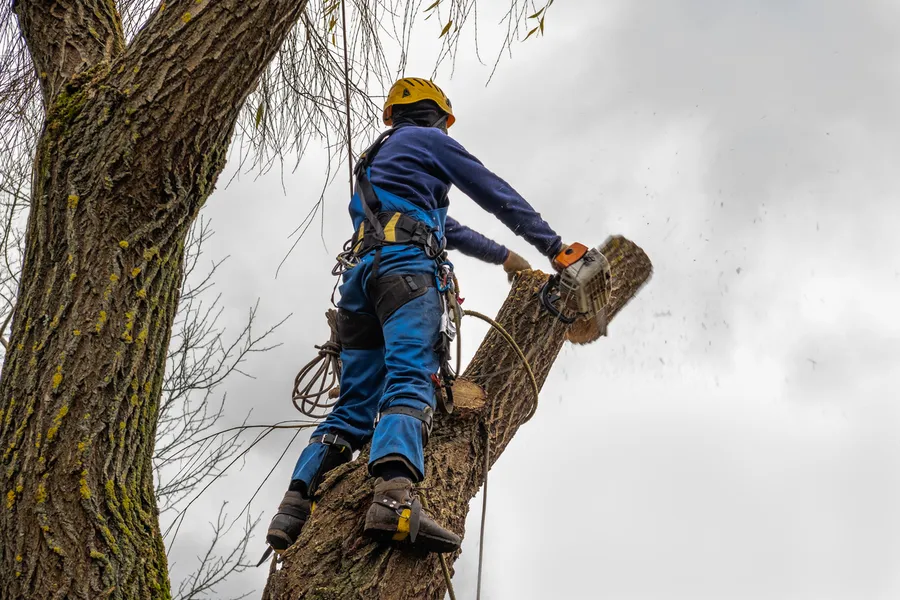 Expert Tree Cutting Columbia, SC