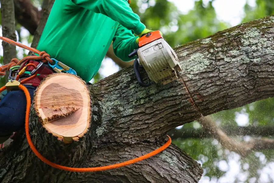 Local Tree Trimming Columbia, SC