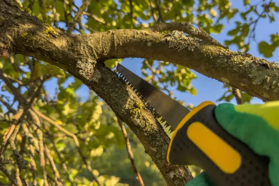 Professional Tree Trimming Columbia, SC