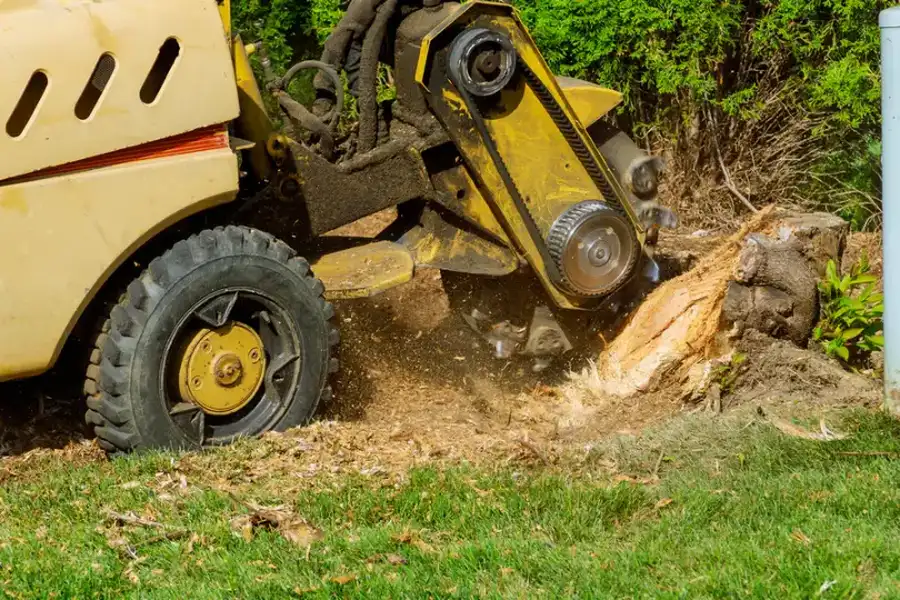 The Benefits Of Stump Grinding Over Leaving Stumps Behind Columbia, SC