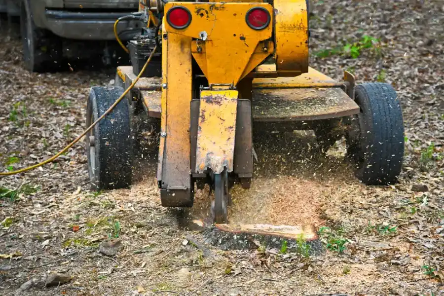 The Benefits Of Stump Grinding Over Leaving Stumps Behind in Columbia, SC