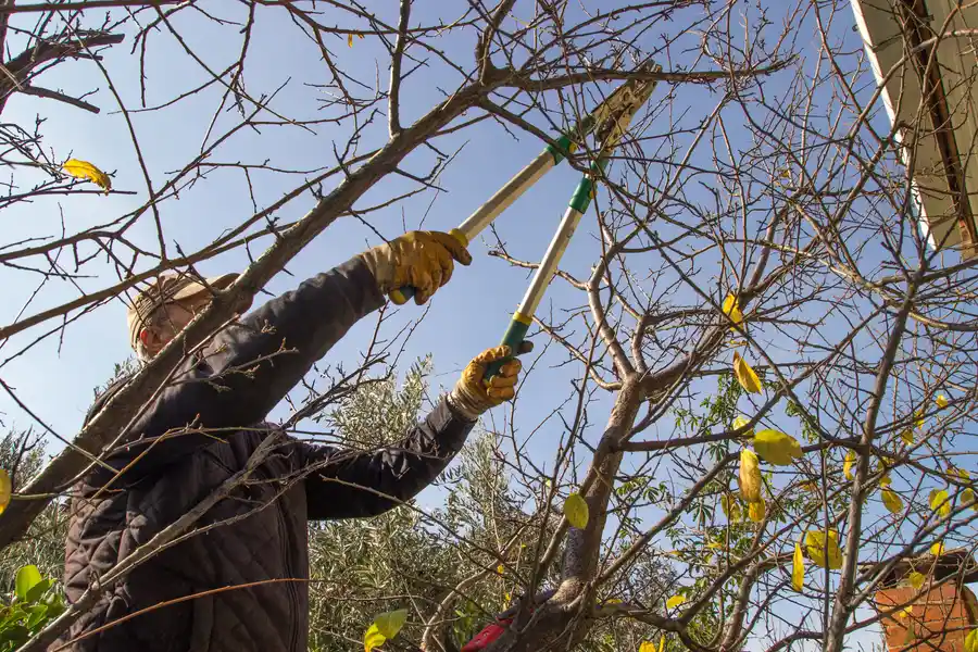 The Difference Between Tree Trimming And Tree Pruning Columbia, SC The Difference Between Tree Trimming And Tree Pruning Columbia, SC