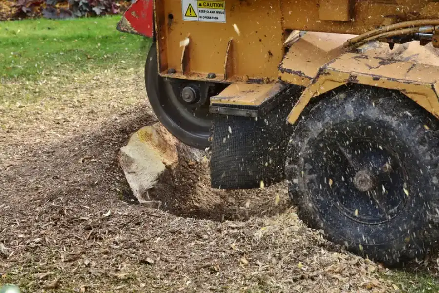 What To Expect After A Stump Grinding Service in Columbia, SC