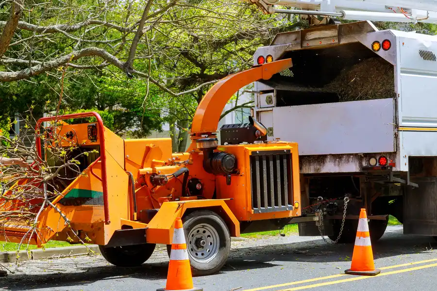 What To Expect During A Tree Removal Process Columbia, SC