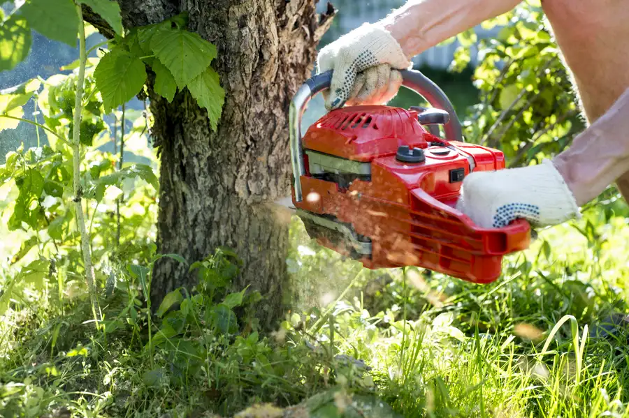 What To Expect During A Tree Removal Process in Columbia, SC